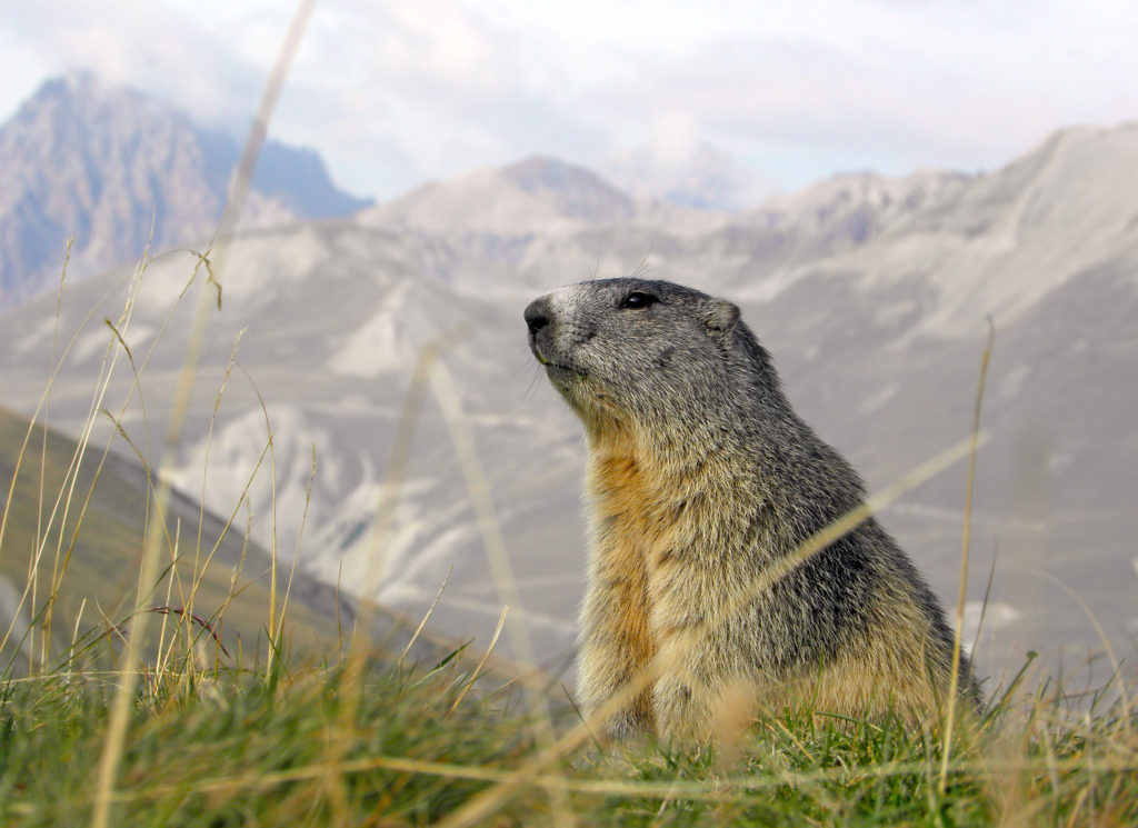Marmotte