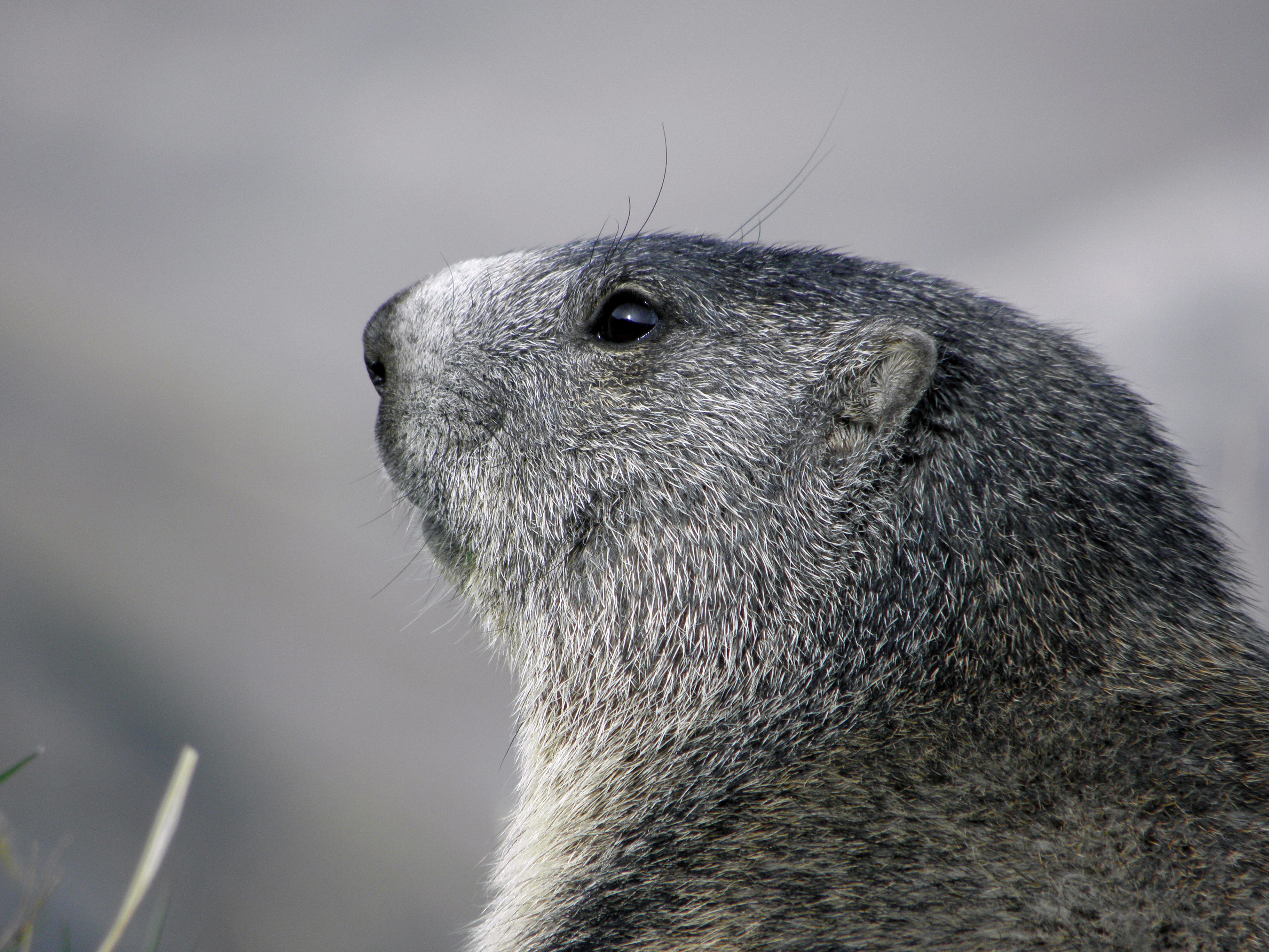 Marmotte