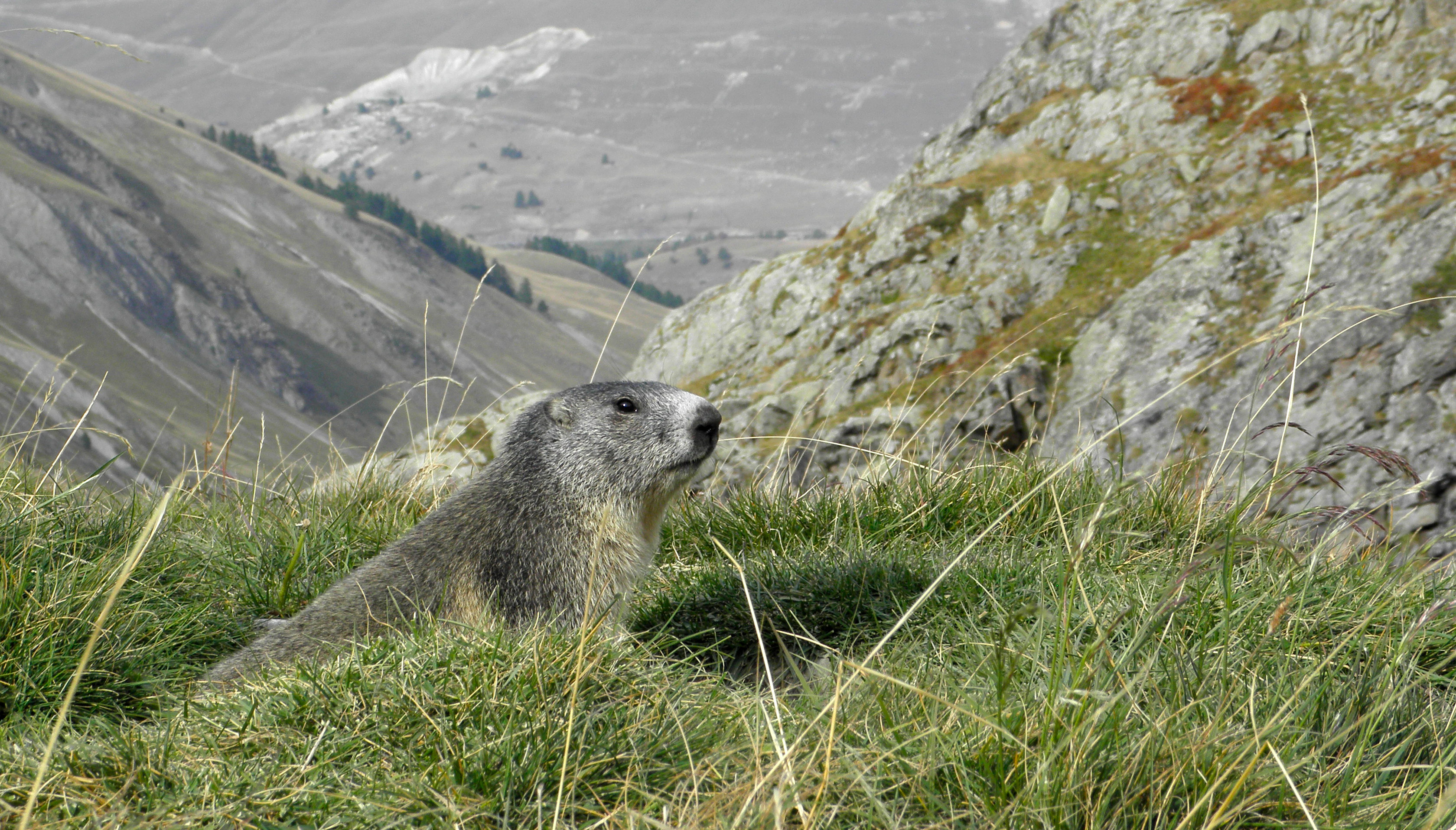 Marmotte